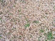 Turf drought warning
